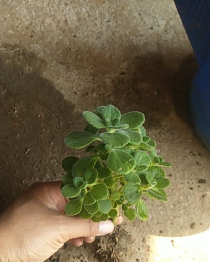 鲜花绿植碰碰香花卉桌面办公室盆栽植物薄荷花苗一抹香驱虫包