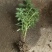 鲜花绿植碰碰香花卉桌面办公室盆栽植物薄荷花苗一抹香驱虫包