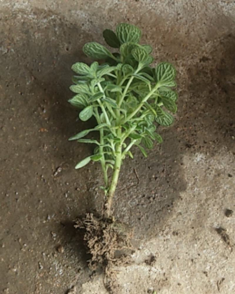 鲜花绿植碰碰香花卉桌面办公室盆栽植物薄荷花苗一抹香驱虫包