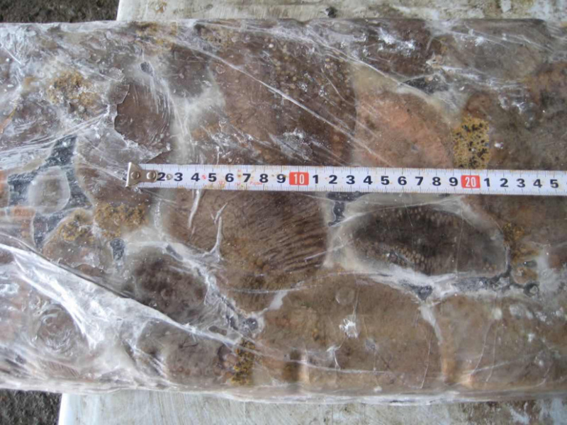 俄罗斯进口海茄子糙海参食用冰冻块冻原料
