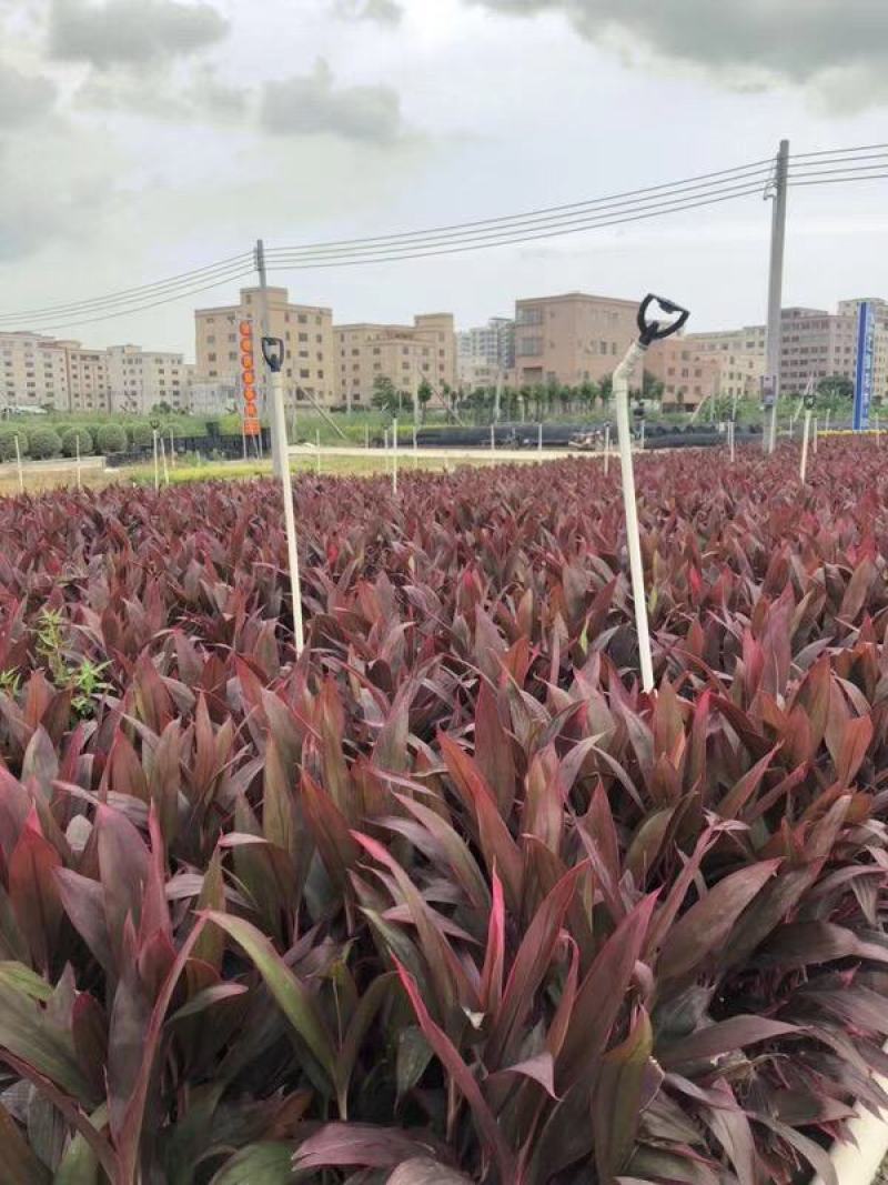 四川成都温江基地苗圃红叶朱蕉，质量保证，欢迎选购