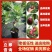 无花果树苗特大波姬红青皮砂糖盆栽地栽南北方种植当年结果
