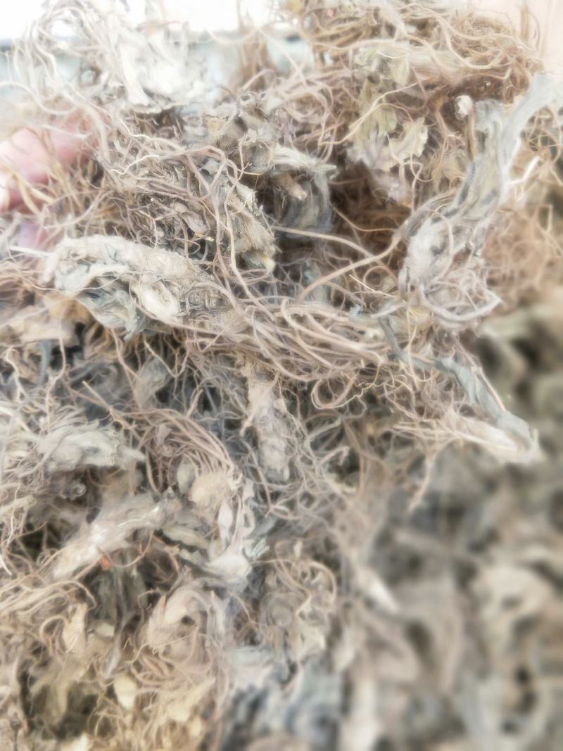地胆头新货无硫磺产地直销市场批发量大优惠