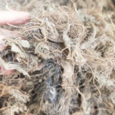 地胆头新货无硫磺产地直销市场批发量大优惠