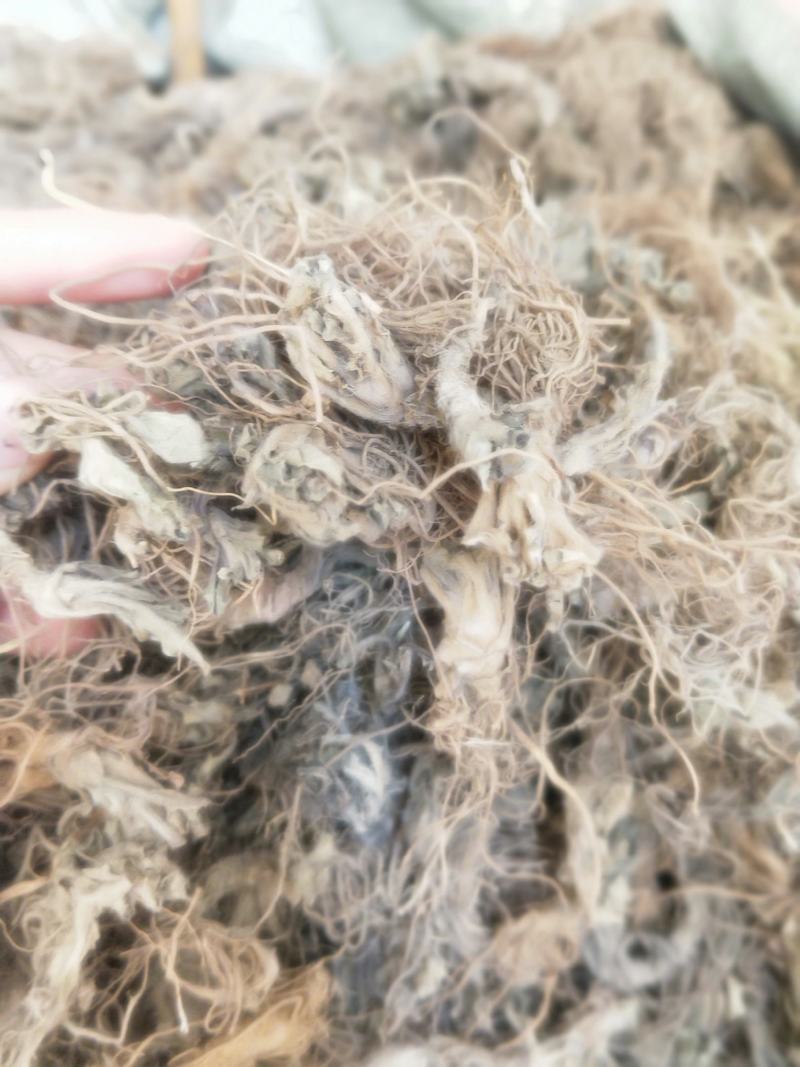 地胆头新货无硫磺产地直销市场批发量大优惠