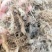 地胆头新货无硫磺产地直销市场批发量大优惠