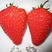 草莓苗红颜99甜宝章姬草莓苗成活率高根系发达