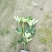 长期大量现货供应绿化植被