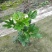 长期大量现货供应绿化植被
