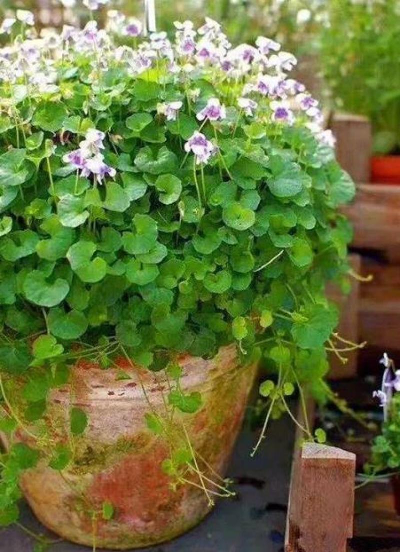 “开花机器”熊猫堇多年生常绿地被植物小清新花期长