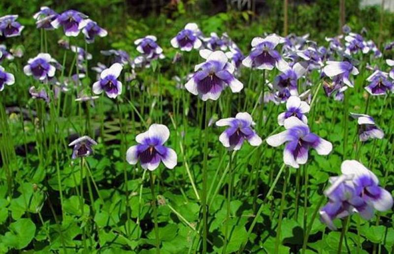 “开花机器”熊猫堇多年生常绿地被植物小清新花期长