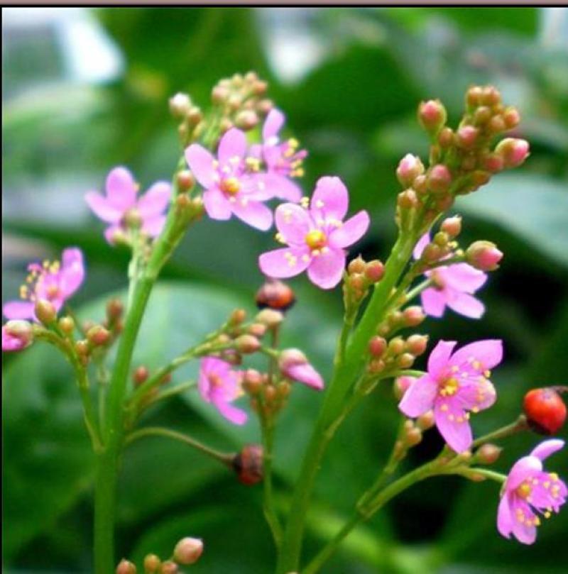 花叶土人参盆苗多年生耐热耐阴宿根花卉
