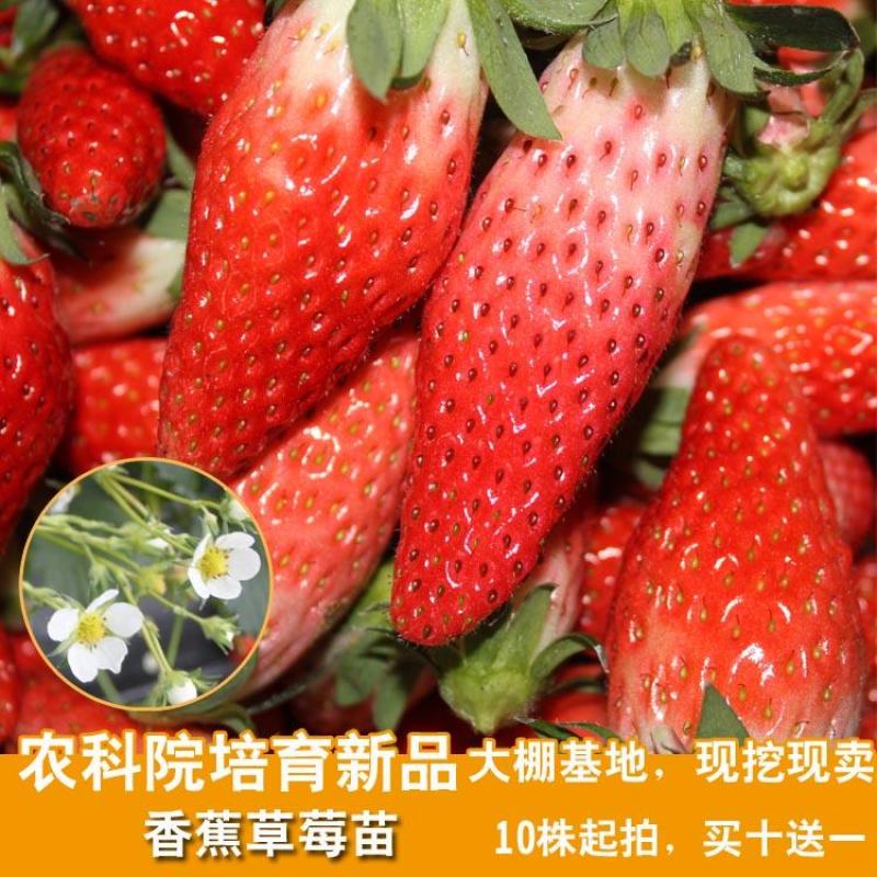 草莓苗，红颜，四季草莓苗，一级无毒草莓苗香蕉草莓苗