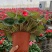 海棠花盆栽重瓣带花苞室内长寿四季开花大叶花苗花卉植物好养