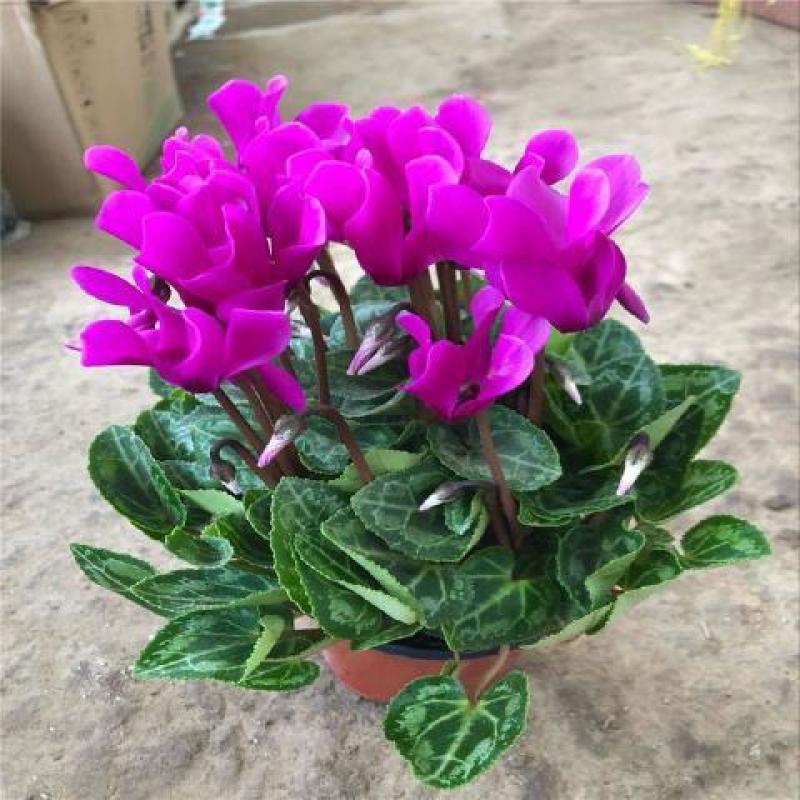 海棠花盆栽重瓣带花苞室内长寿四季开花大叶花苗花卉植物好养