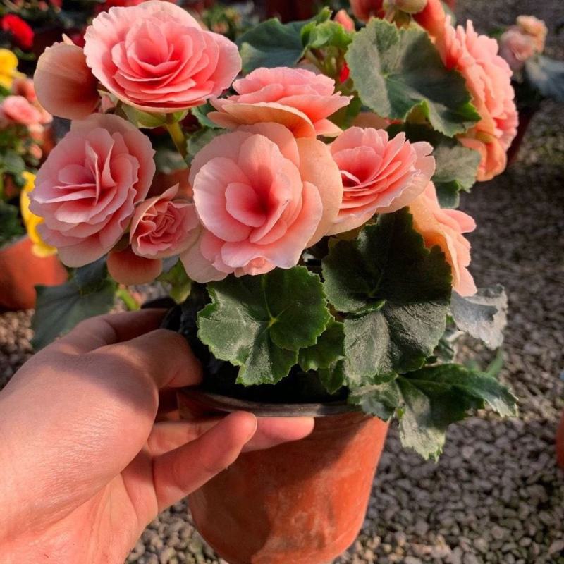 海棠花盆栽重瓣带花苞室内长寿四季开花大叶花苗花卉植物好养