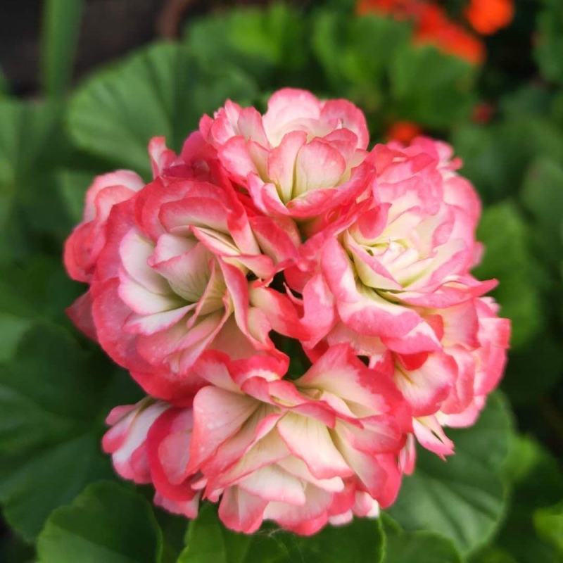 海棠花盆栽重瓣带花苞室内长寿四季开花大叶花苗花卉植物好养