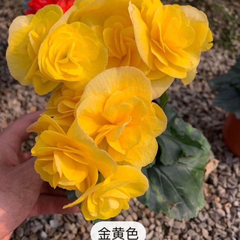 海棠花盆栽重瓣带花苞室内长寿四季开花大叶花苗花卉植物好养