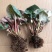 海棠花盆栽重瓣带花苞室内长寿四季开花大叶花苗花卉植物好养