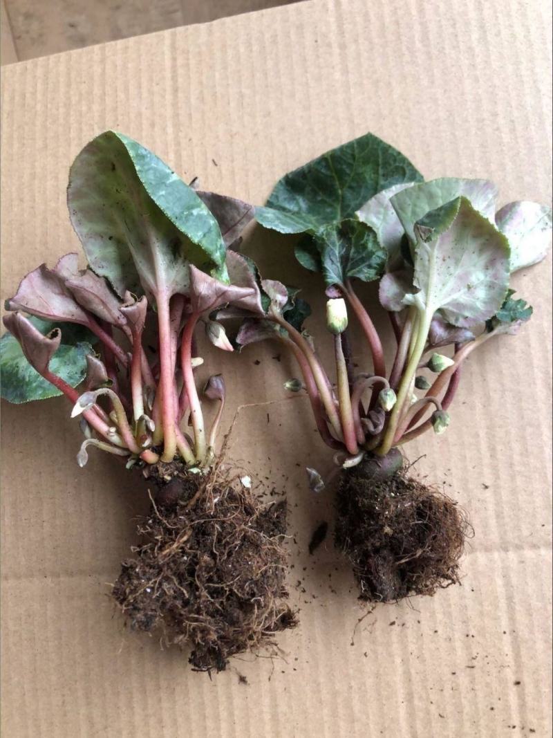 海棠花盆栽重瓣带花苞室内长寿四季开花大叶花苗花卉植物好养