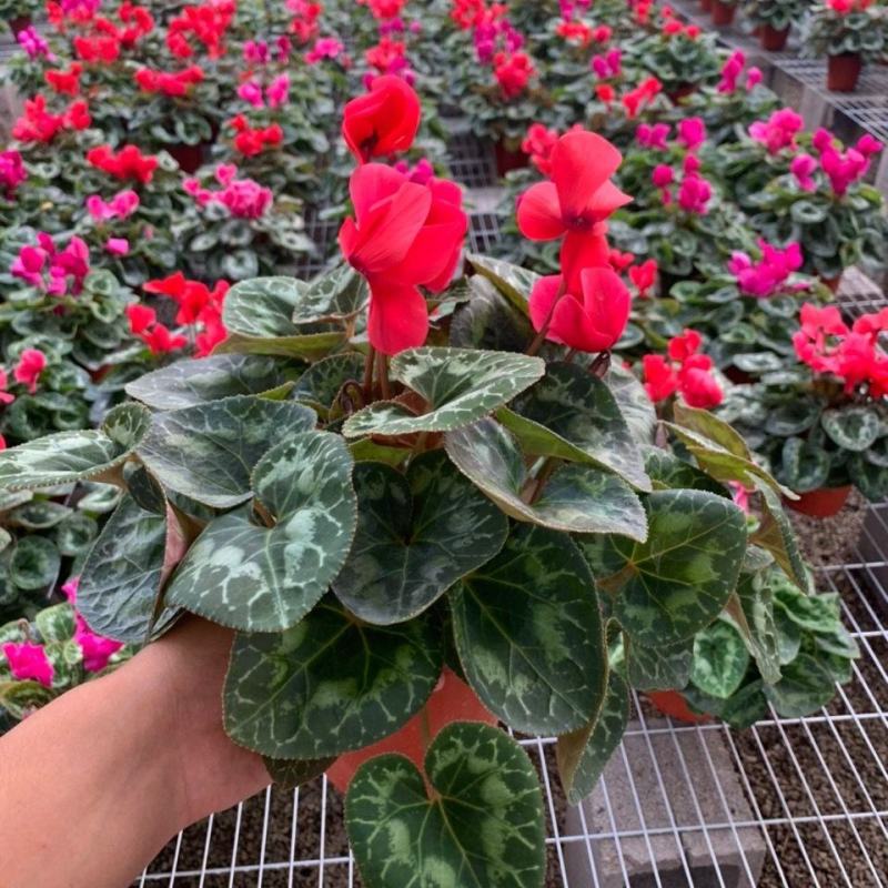 海棠花盆栽重瓣带花苞室内长寿四季开花大叶花苗花卉植物好养
