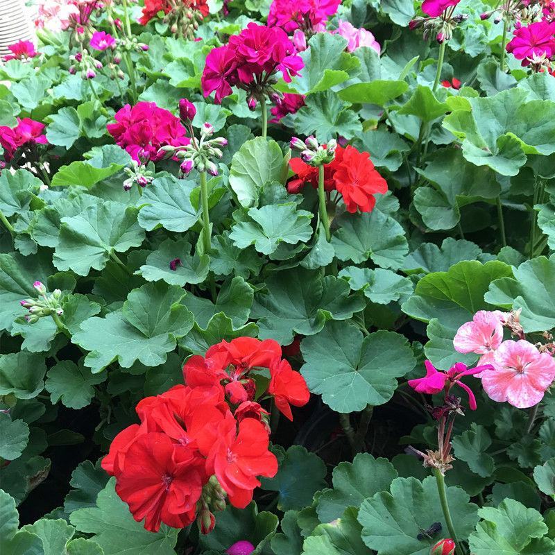 海棠花盆栽重瓣带花苞室内长寿四季开花大叶花苗花卉植物好养