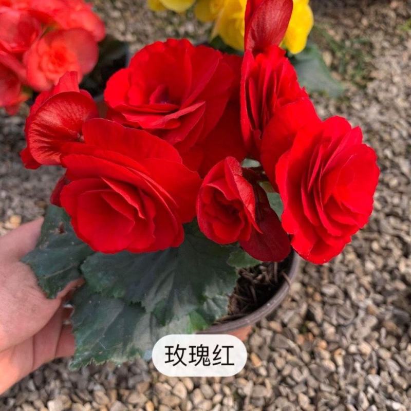 海棠花盆栽重瓣带花苞室内长寿四季开花大叶花苗花卉植物好养