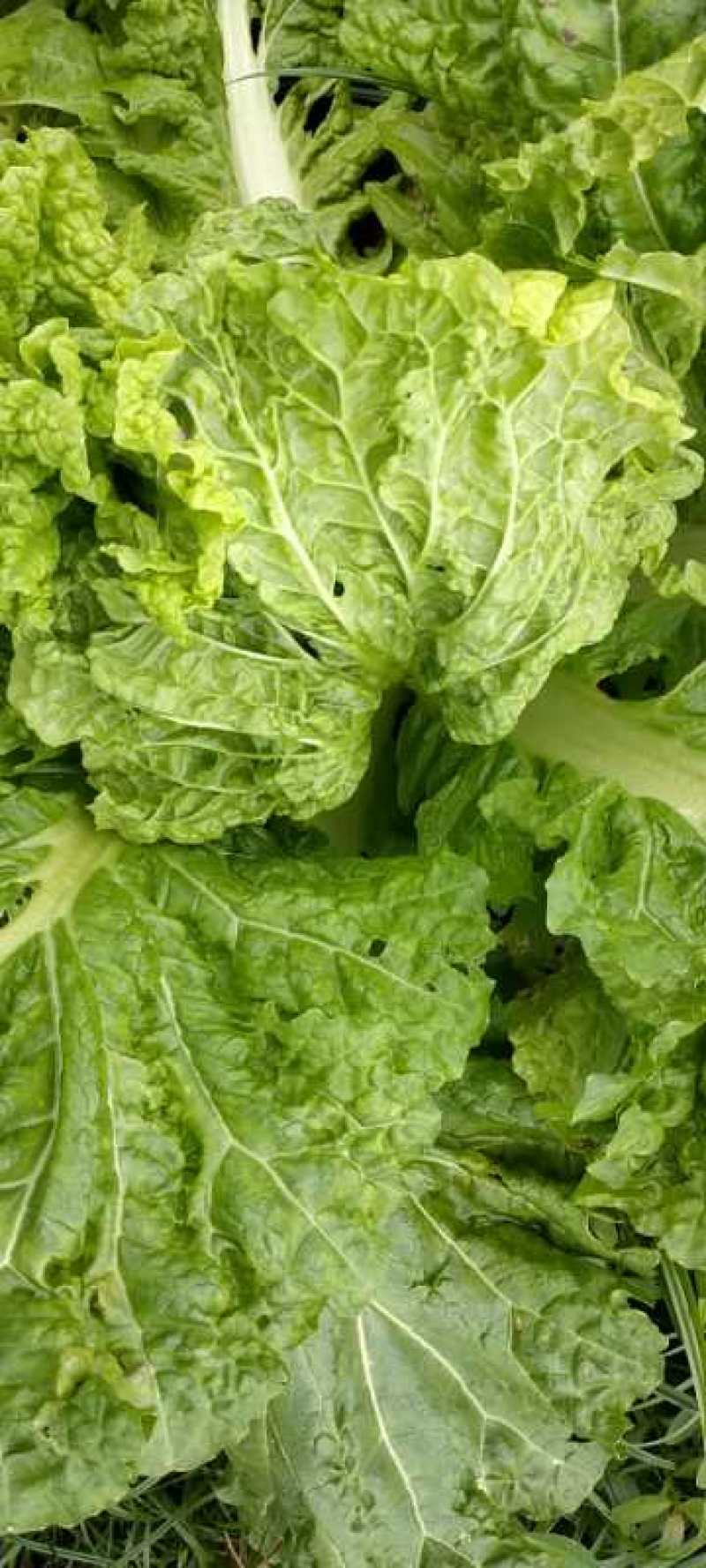 麻叶菜大量供应、产地直销、质量保证、欢迎采购