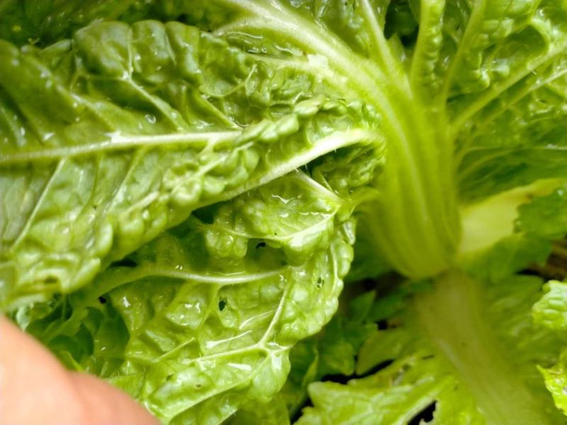 麻叶菜大量供应、产地直销、质量保证、欢迎采购
