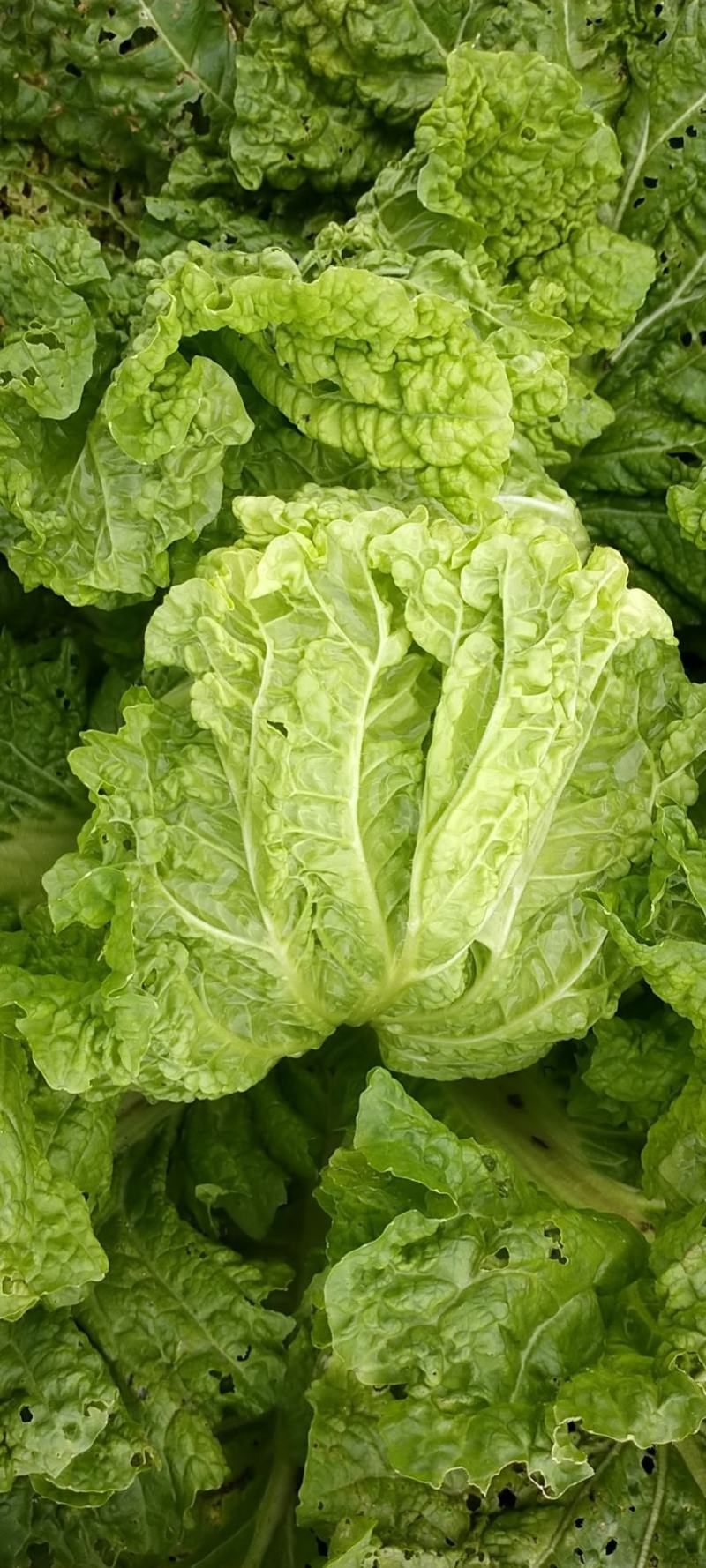 麻叶菜大量供应、产地直销、质量保证、欢迎采购