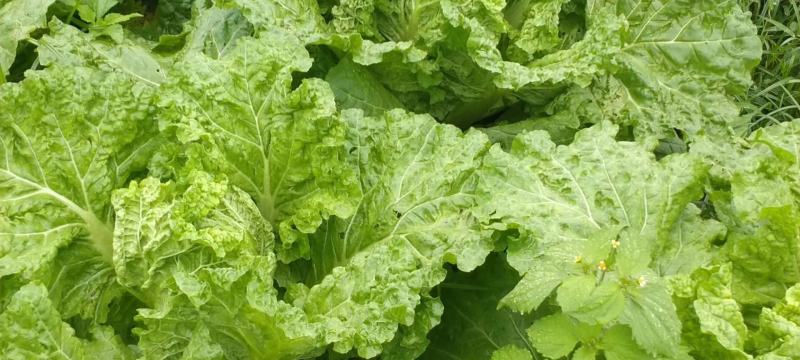 麻叶菜大量供应、产地直销、质量保证、欢迎采购
