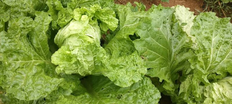 麻叶菜大量供应、产地直销、质量保证、欢迎采购