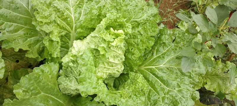 麻叶菜大量供应、产地直销、质量保证、欢迎采购