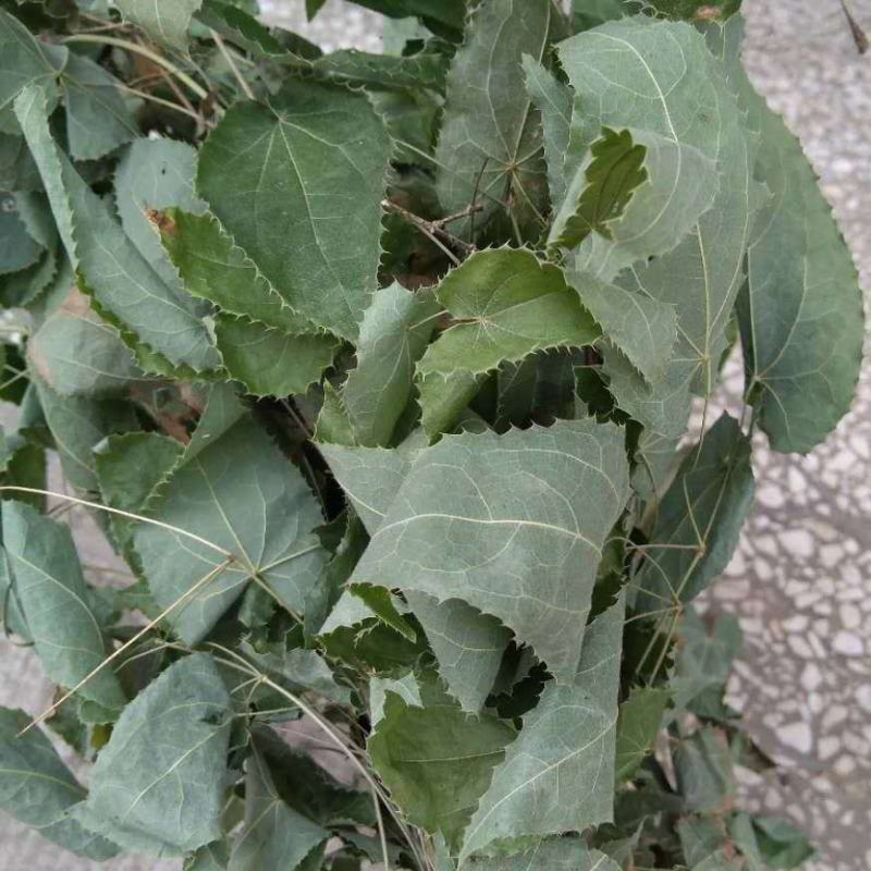 全叶野生淫羊藿中草药批发各种中草药干货新鲜