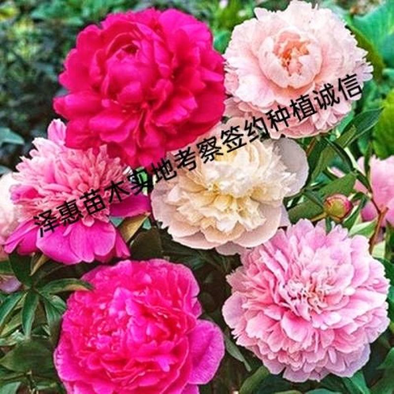 正宗洛阳牡丹花菏泽牡丹花保品种保质量保对版假一赔十