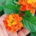 五色梅花期长居家盆景植物