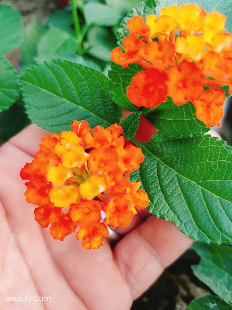 五色梅花期长居家盆景植物