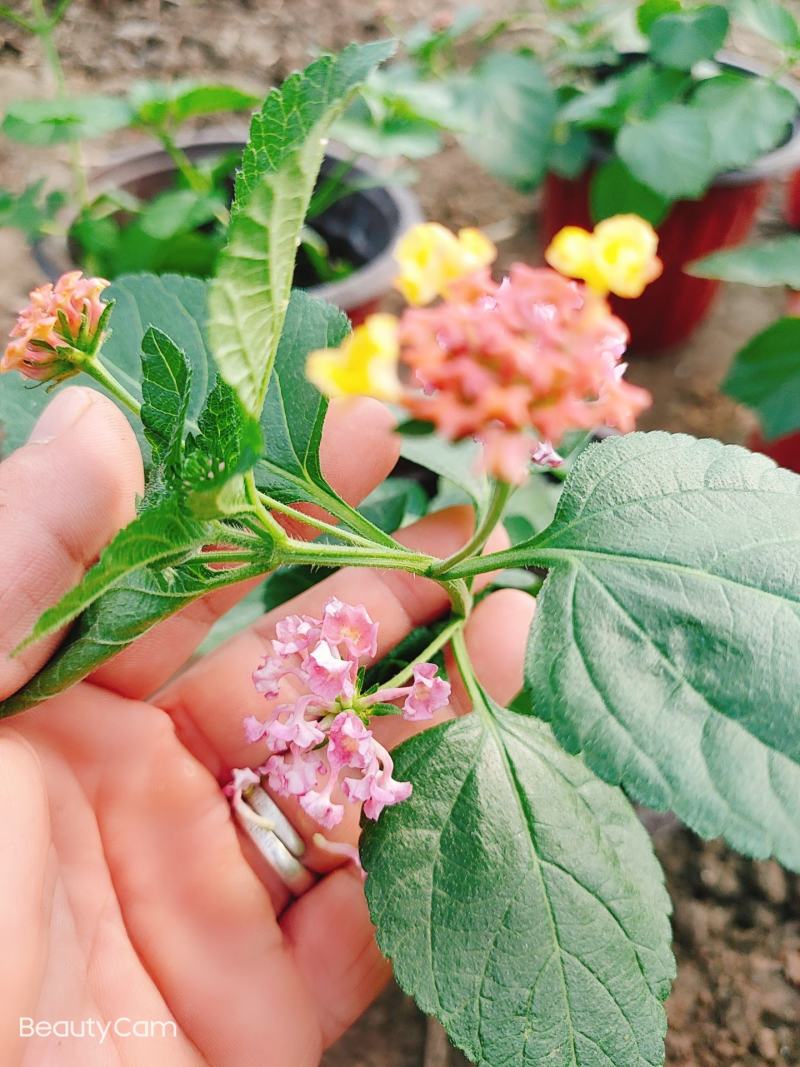 五色梅花期长居家盆景植物