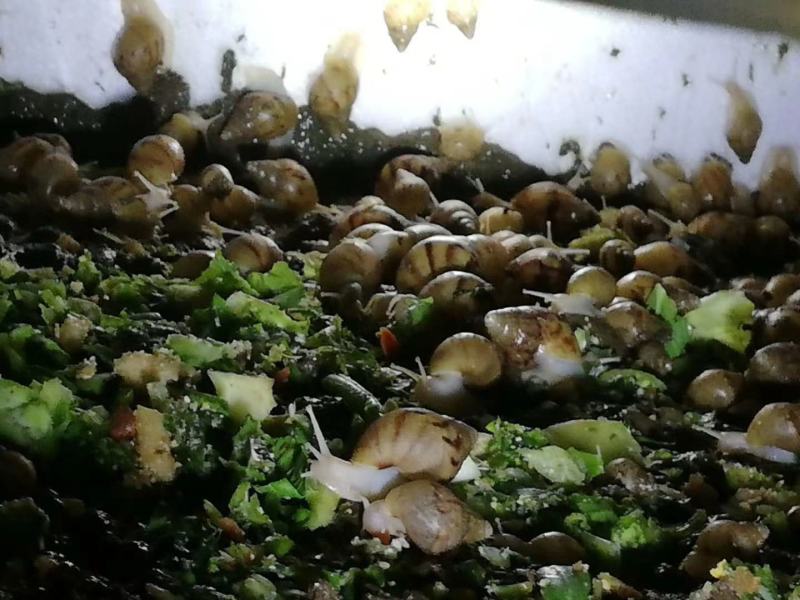 白玉蜗牛中华白玉蜗牛肉