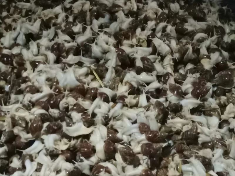 白玉蜗牛中华白玉蜗牛肉