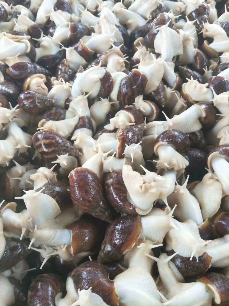 白玉蜗牛中华白玉蜗牛肉