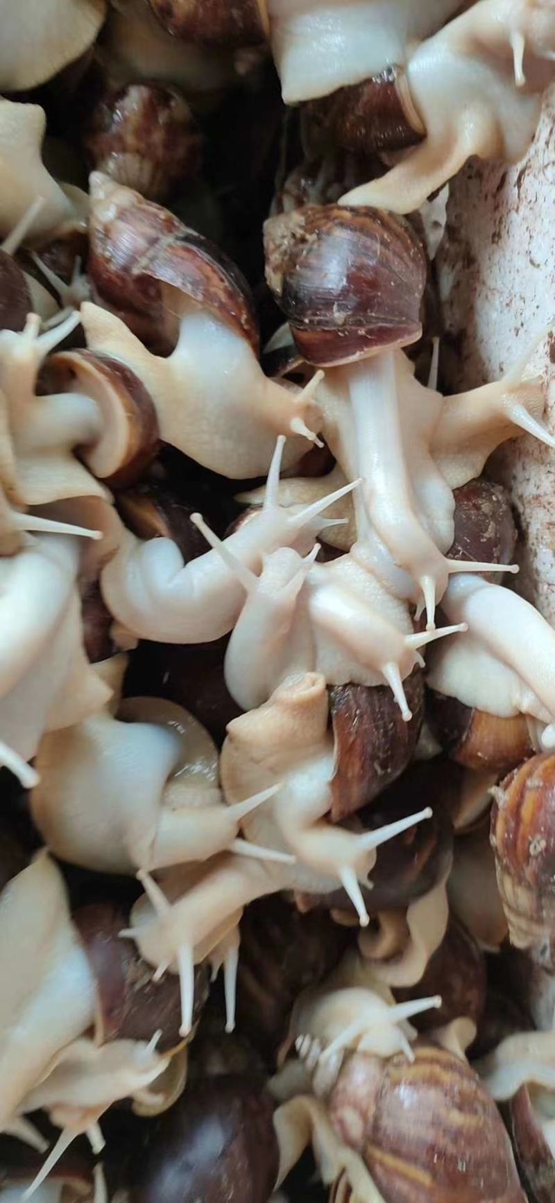 白玉蜗牛中华白玉蜗牛肉