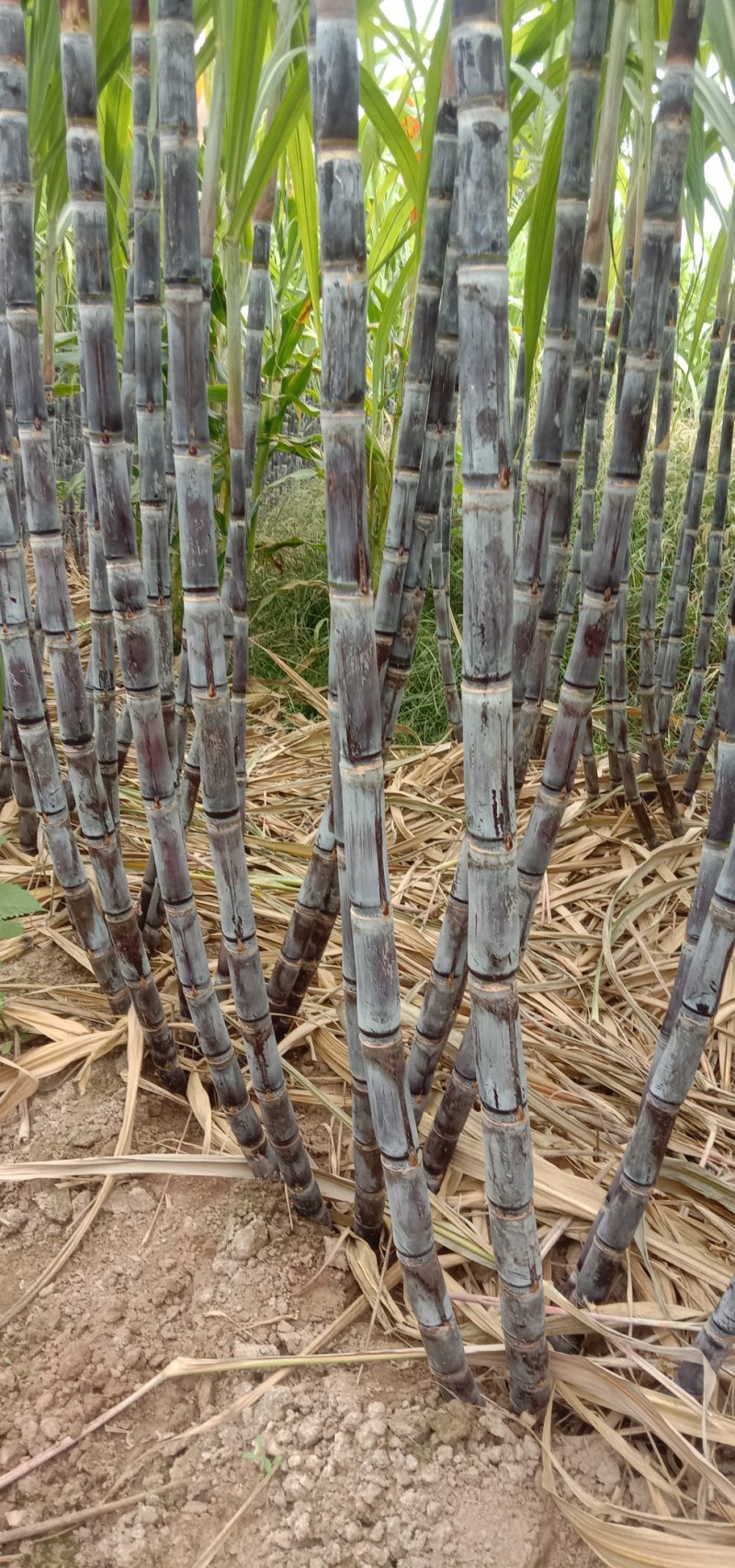 优质黑皮甘蔗大量上市，代发全国，合作社种植，质量漂亮。