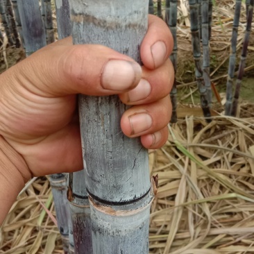 优质黑皮甘蔗大量上市，代发全国，合作社种植，质量漂亮。