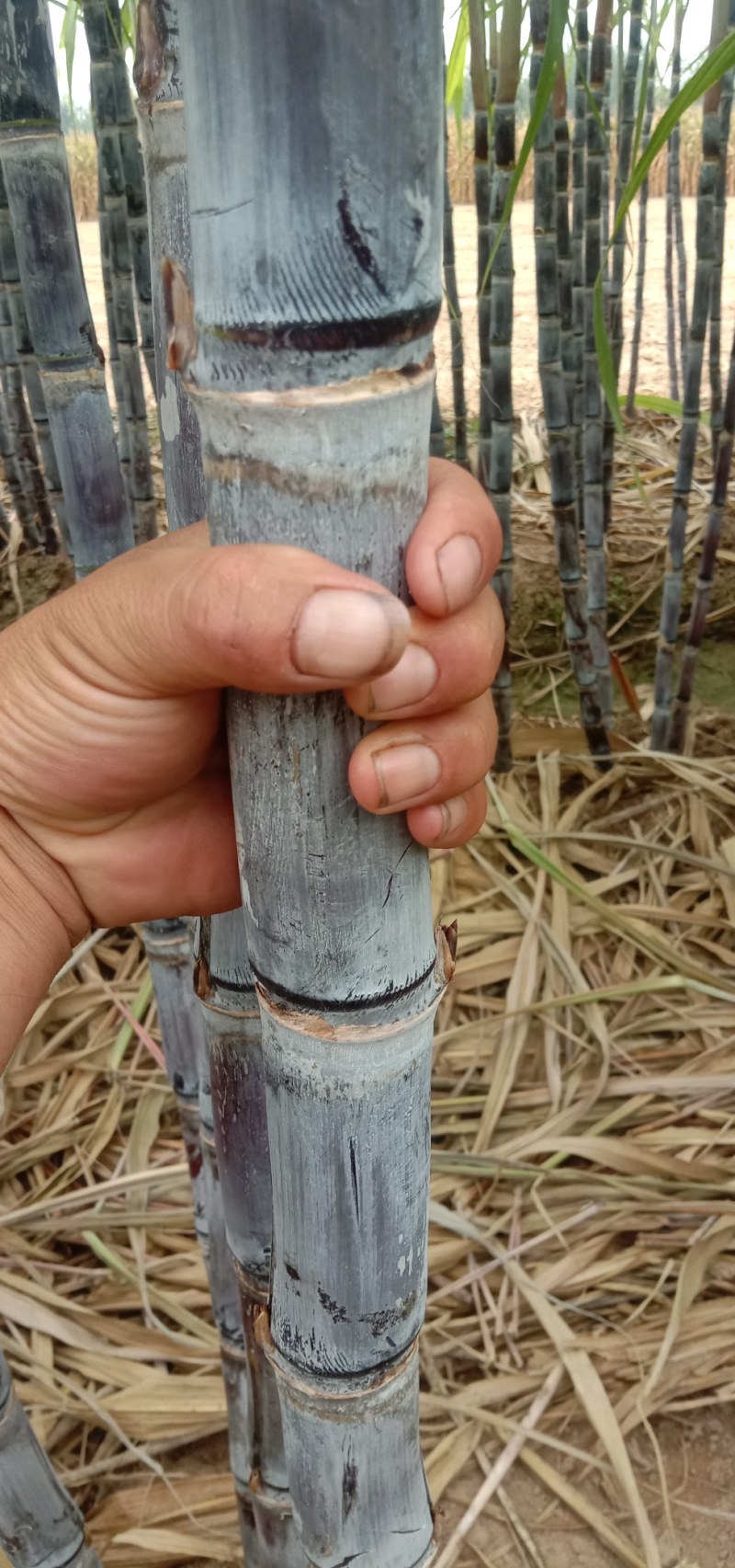 优质黑皮甘蔗大量上市，代发全国，合作社种植，质量漂亮。