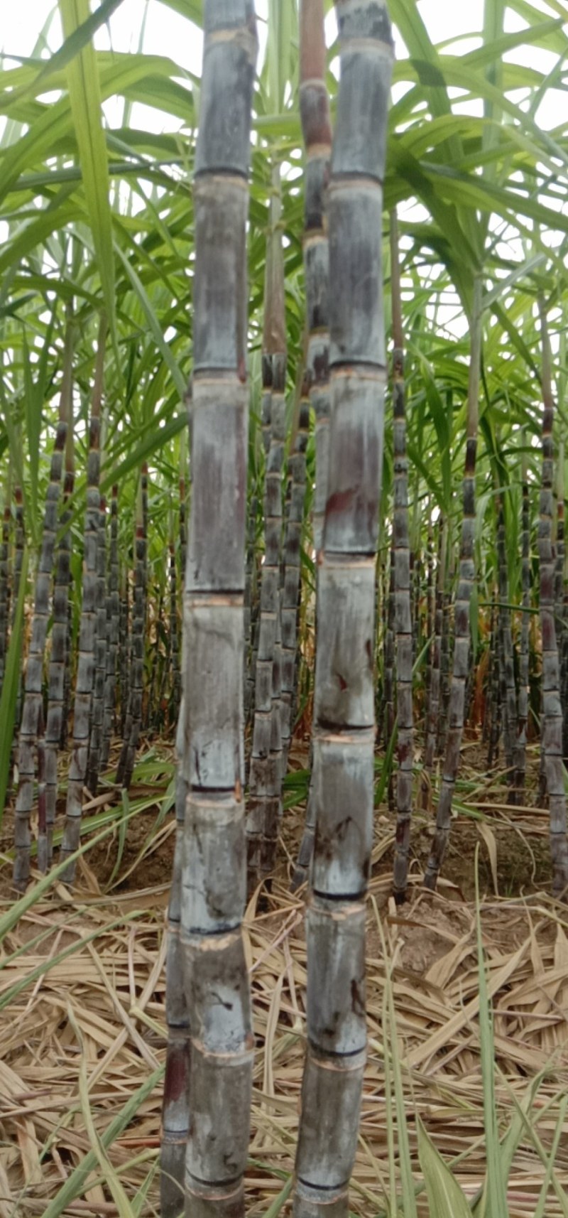 优质黑皮甘蔗大量上市，代发全国，合作社种植，质量漂亮。