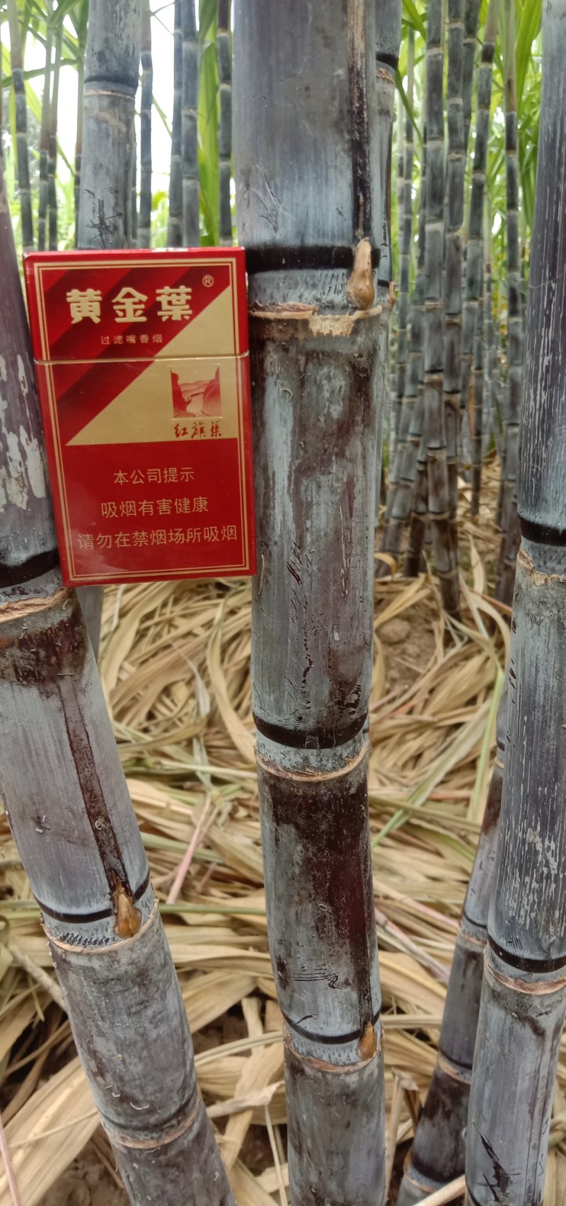 优质黑皮甘蔗大量上市，代发全国，合作社种植，质量漂亮。