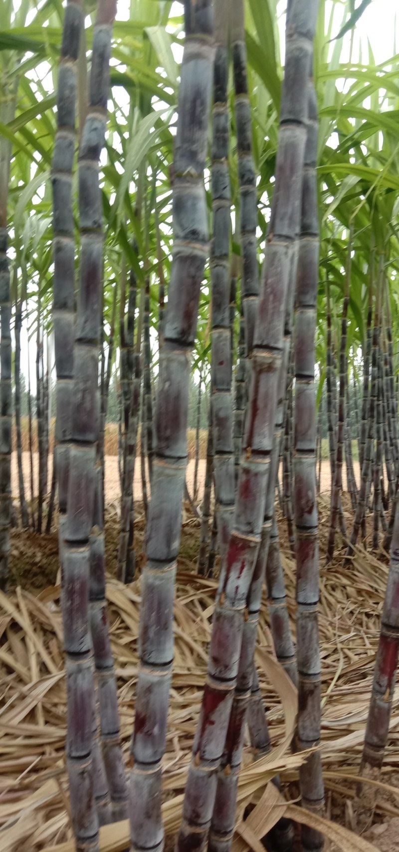 优质黑皮甘蔗大量上市，代发全国，合作社种植，质量漂亮。