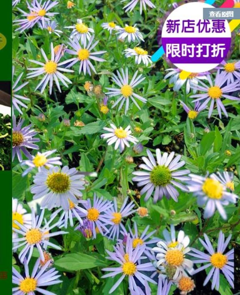 马兰头盆苗多年生耐寒耐热宿根花卉清新自然食用兼欣