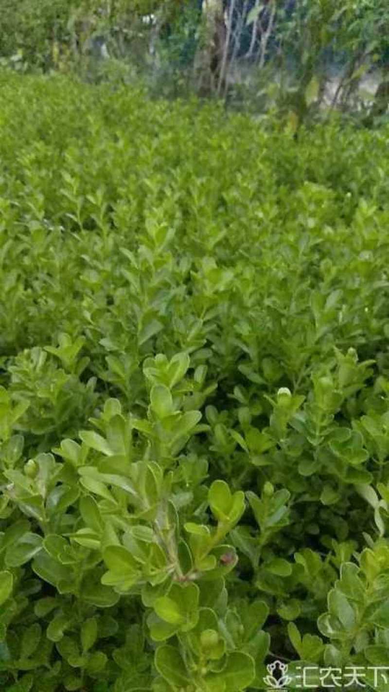 精选瓜子黄杨床苗，根系好，带鲜泥发货。现定现起，规格全